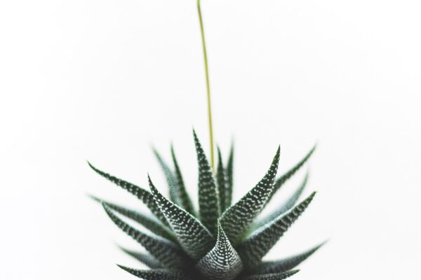 plant, succulent, isolated, nature, health, detail, growth, aloe, leaves, tropical, simplicity, botany, medicine, cactus, pointy, exotic, sharp, purity, succulent, succulent, succulent, health, health, health, health, growth, growth, aloe, simplicity, cactus, cactus, cactus, cactus, cactus