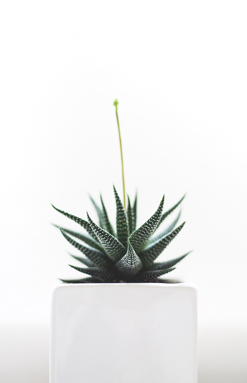 plant, succulent, isolated, nature, health, detail, growth, aloe, leaves, tropical, simplicity, botany, medicine, cactus, pointy, exotic, sharp, purity, succulent, succulent, succulent, health, health, health, health, growth, growth, aloe, simplicity, cactus, cactus, cactus, cactus, cactus