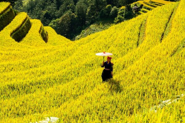 mountains, plateau, step, field, people, nature, rice, countryside, outdoors, agriculture