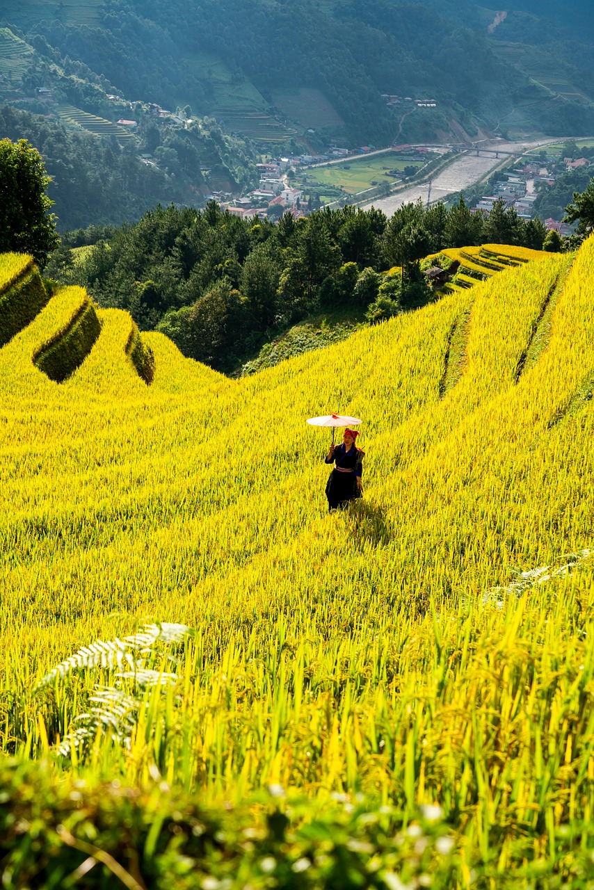 mountains, plateau, step, field, people, nature, rice, countryside, outdoors, agriculture
